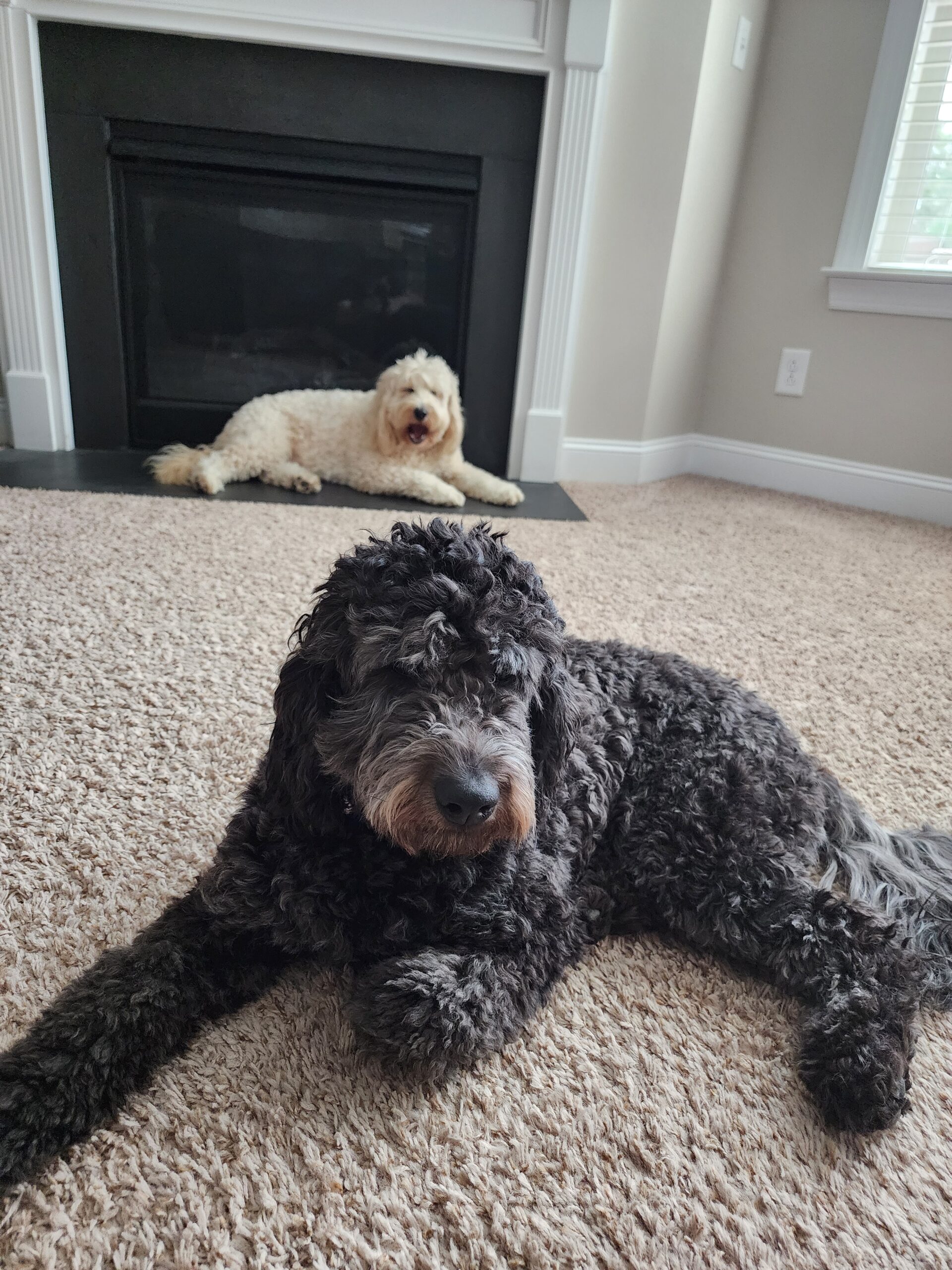 Featured image for “Photographs and Dogs: How My Photographs of My Dogs Influence My Creativity”